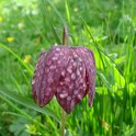 Fritillaria meleagris fleur